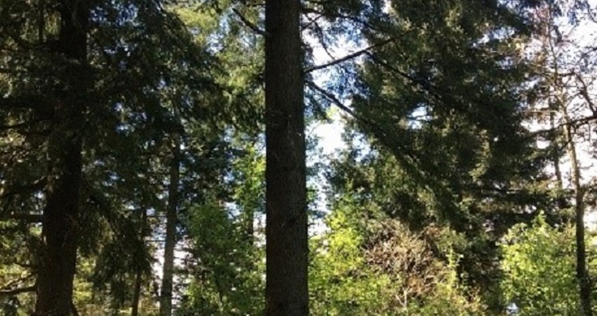 Evighedstræ 75 - 1   Tirslund Plantage    11.6.2017.jpg