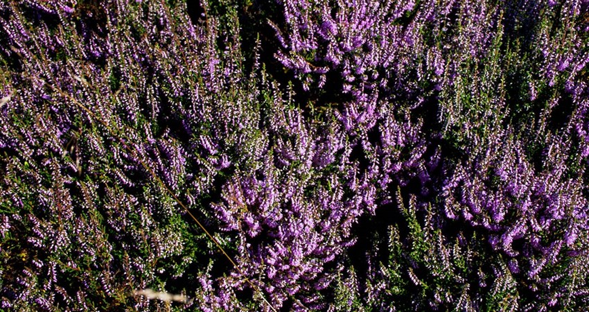 Evighedstræ 77 - 6 Lyng.jpg