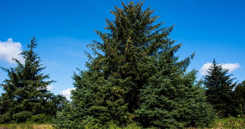 Evighedstræ 77 - 1.jpg