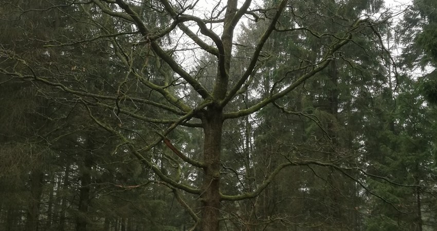 Evighedstræ - Staushede plantage.jpg