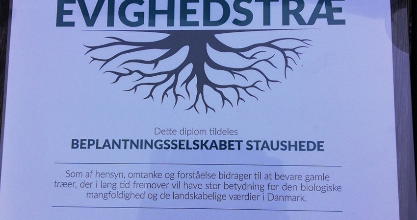 Diplom nr 103 - Staushede.jpg