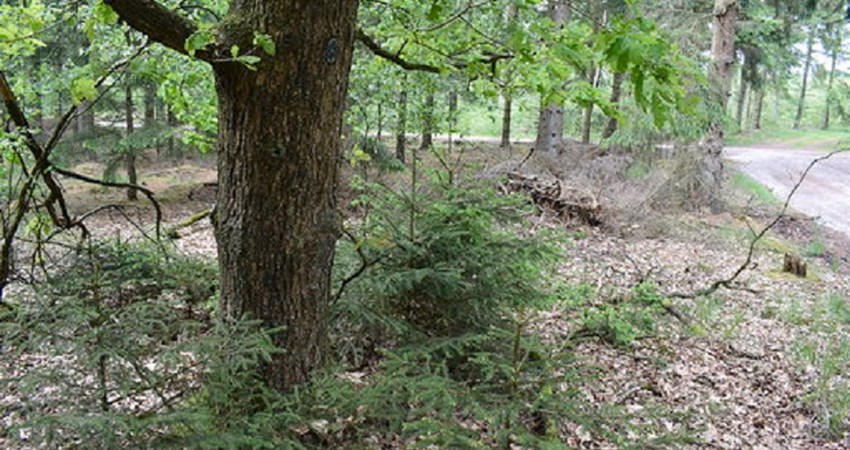 Evighedstræ 103 a.jpg