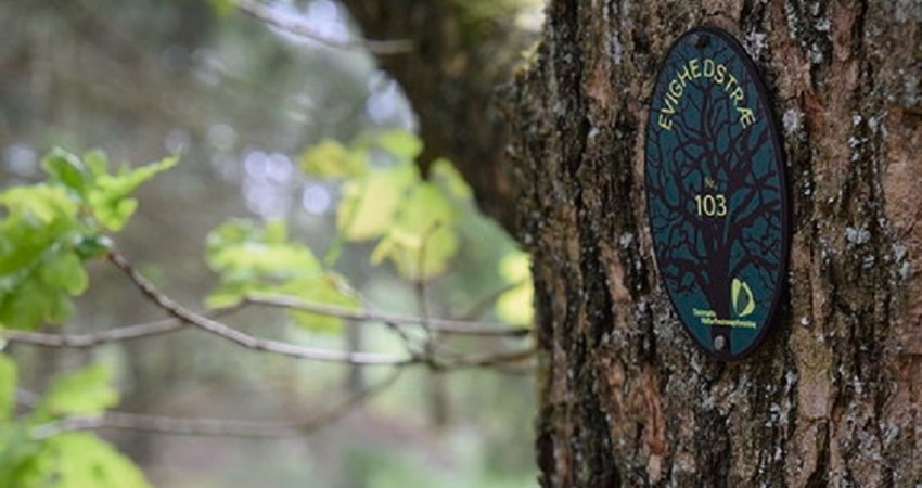 Evighedstræ 103 b.jpg