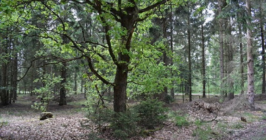 Evighedstræ 103 c.jpg