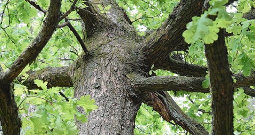 Evighedstræ 103 d.jpg