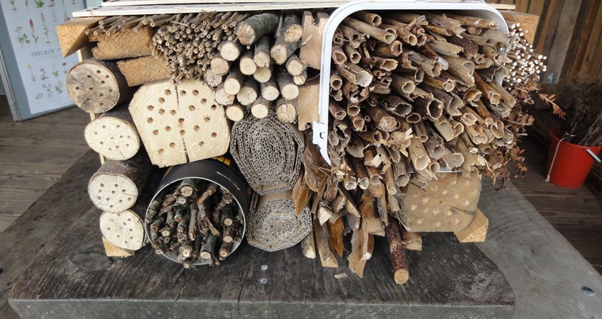 DSC05823 - insektbo.JPG