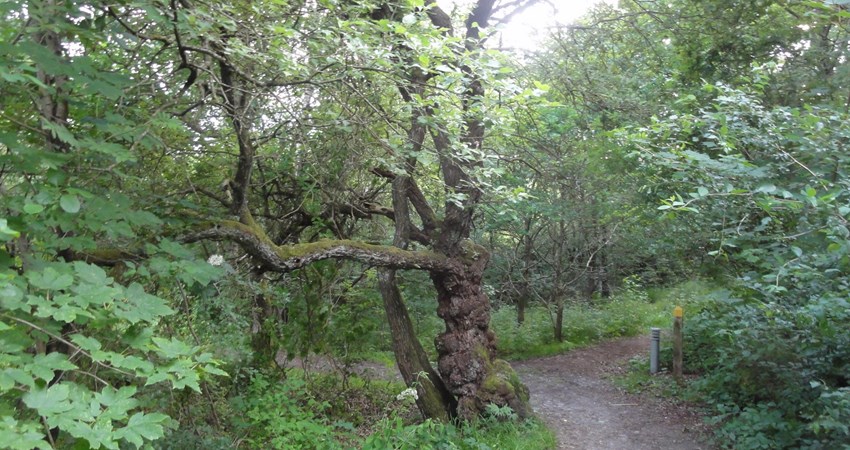 Grå Piletræ nr 123.jpg