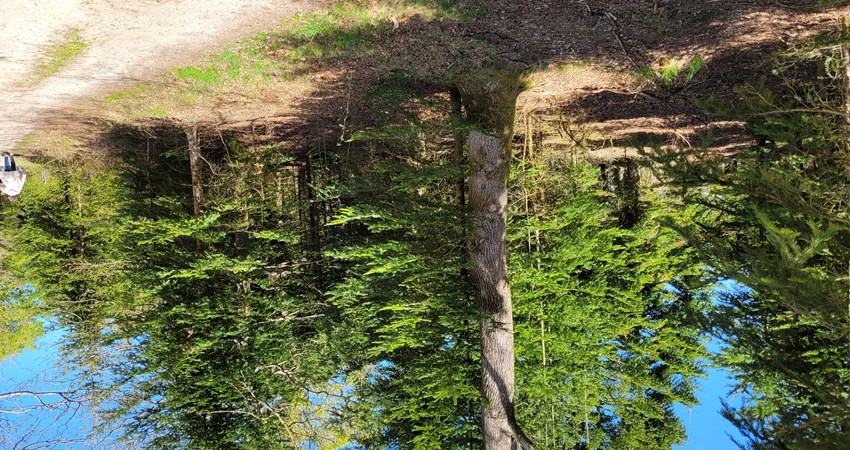 Evighedstræ nr 134.jpg