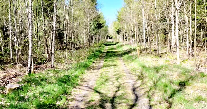 Langeskov plantage 1.png