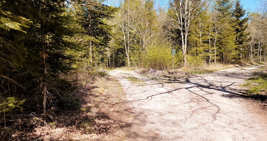 Langeskov plantage.jpg