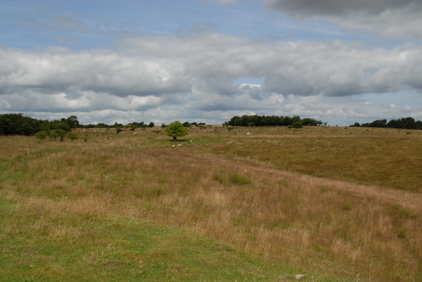BH2_4531.JPG (1)